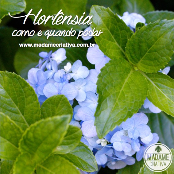 Hydrangea macrophylla - Como e quando podar Hortênsia
