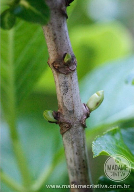Hydrangea macrophylla - Como e quando podar Hortênsia
