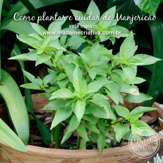 Como plantar e cultivar manjericão - Dicas e passo a passo com fotos - How to grow Basil - Madame Criativa - www.madamecriativa.com.br